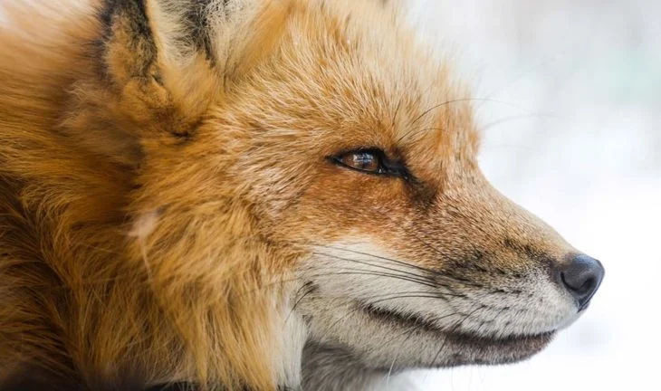 How self-promoting candidates are outfoxing recruiters and hiring managers