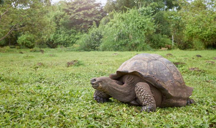 tortoise
